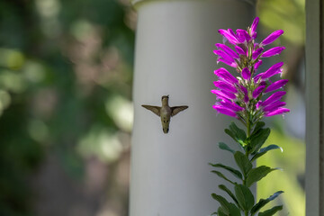 A hummingbird hovers next to a cluster of vibrant pink flowers, its wings a blur as it pauses...