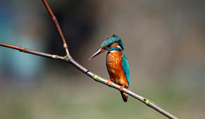 Female kingfisher perched on a branch