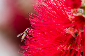 Hoverfly feeding on nectar on a red flower called Callistemon laevis