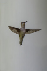A hummingbird hovers in mid-air with its wings gracefully outstretched, showcasing intricate...