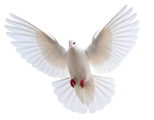 Obraz premium white dove flying on the transparent background