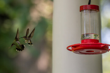 Two hummingbirds hover near a red feeder, their wings a blur against a soft, green background. The...