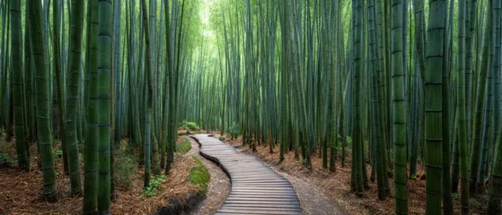 Fototapete The serene bamboo forest pathway inviting peaceful exploration and tranquility. © Daryna