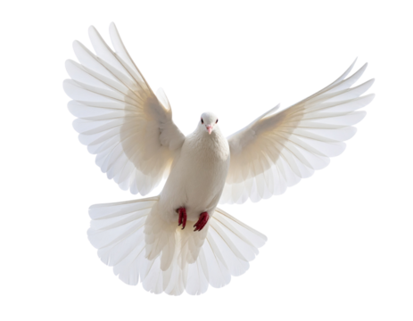 white dove flying on the transparent background
