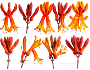 Set of Kangaroo Paw Flower Heads Close-Up and Side View Transparent PNG ElementsSet of Kangaroo Paw Flower Heads Close-Up and Side View Transparent PNG Elements PNG