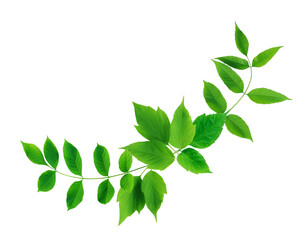 Green Leaves