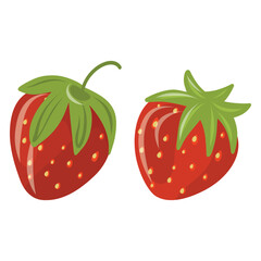Hand drawn strawberry berries vector illustration on a white background, fresh and sweet berries 