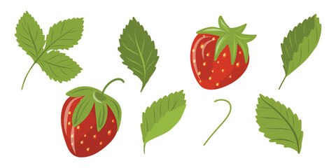 Strawberries berries and leaves set. Hand drawn strawberry plant vector set
