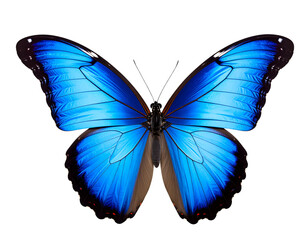 Obraz premium blue morpho butterfly isolated on white background , transparent png image 