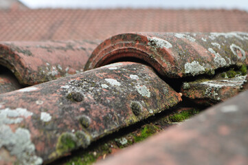 Mossy tiles. Close-up of mossy roof tiles. Exterior material. Waterproofing. No people, nobody.