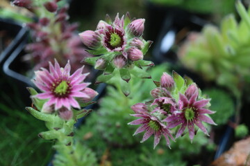 rojnik kwiat różowy semperivum