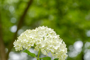鮮やかな緑の背景に浮かぶ白い紫陽花のクローズアップ