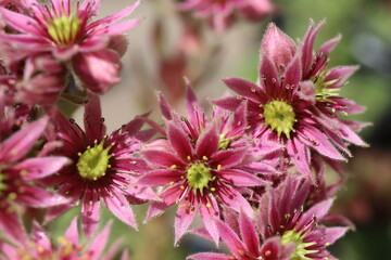 rojnik kwiat różowy semperivum