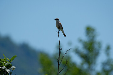 small bird perched on tree branches against a clear blue sky
