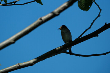 small bird perched on tree branches against a clear blue sky