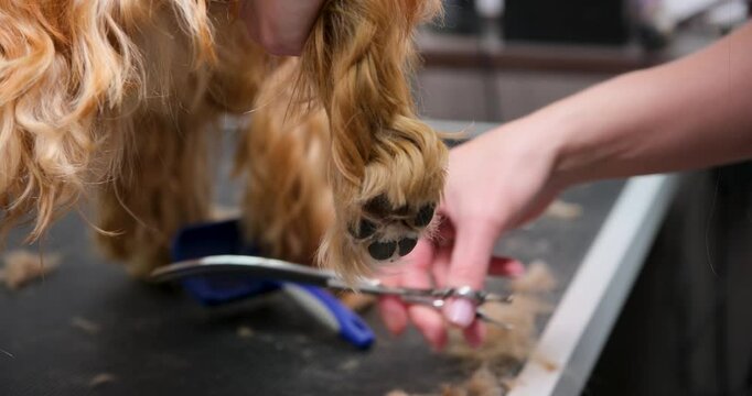 Professional groomer carefully trimming the paws of a red English Cocker Spaniel dog on a grooming table. Pet care and hygiene. Close-up