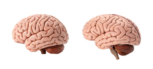 Human brain anatomy model - medical illustration on transparent background