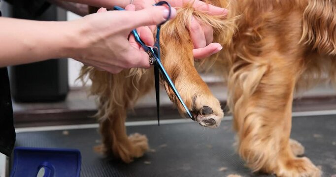 Professional groomer carefully trimming the paws of a red English Cocker Spaniel dog on a grooming table. Pet care and hygiene. Close-up