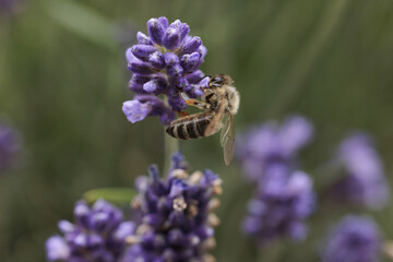 bee on lavender