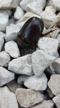 Oryctes rhinoceros. El escarabajo rinoceronte asi&aacute;tico. Escarabajo rinoceronte de palma de coco. 