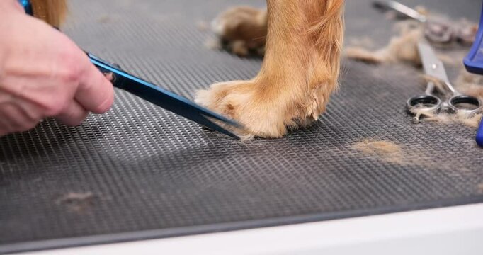 Professional groomer carefully trimming the paws of a red English Cocker Spaniel
