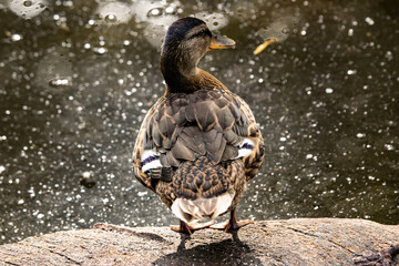Rear View of a Mallard Duck Standing on a Rock by the Water