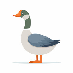 Obraz premium duck isolated on white background