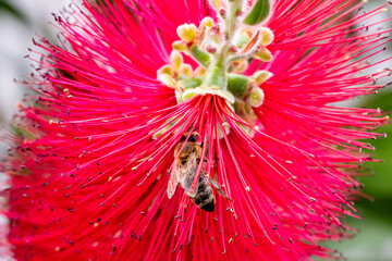Bee feeding on nectar on a red flower