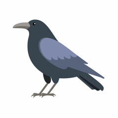 Obraz premium crow on a white background