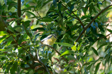 A small blue tit perches quietly on a branch amid dense green leaves. Sunlight filters through the...