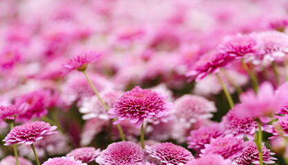 Outdoor flowers pink chrysanthemums. Soft focus floral background. Nature.
