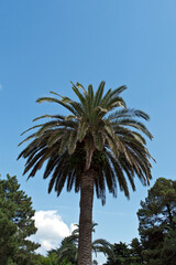 Palm tree on blue sky background. Tropical palm tree with green leaves. Palm tree in the park on a...