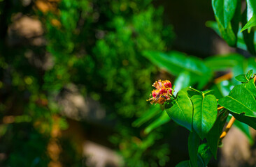 Mediterranean garden in bright sunlight in summer, Almere, Flevoland, The Netherlands, June 29, 2025