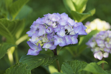 Hydrangea