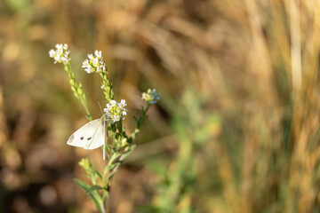 A white butterfly with black spots feeds on tiny white blossoms under golden sunlight. The background blurs into warm tones of grass and earth.