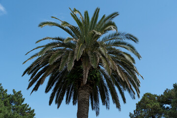 Obraz premium Palm tree on blue sky background. Tropical palm tree with green leaves. Palm tree in the park on a sunny day. Summer landscape.