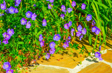 Mediterranean garden in bright sunlight in summer, Almere, Flevoland, The Netherlands, June 29, 2025