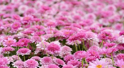 Outdoor flowers pink chrysanthemums. Soft focus floral background. Nature.
