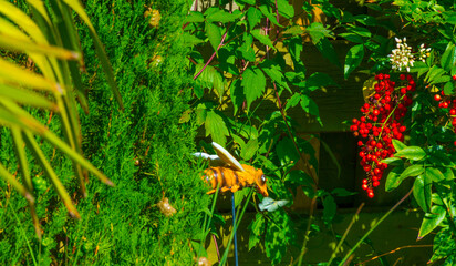 Mediterranean garden in bright sunlight in summer, Almere, Flevoland, The Netherlands, June 29, 2025