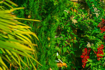 Mediterranean garden in bright sunlight in summer, Almere, Flevoland, The Netherlands, June 29, 2025