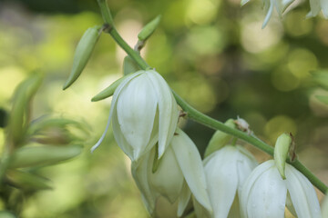 Yucca gloriosa