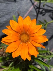 Bright orange flower blooming in a garden on a sunny afternoon