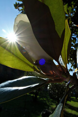 Magnolia flower in the sunlight, close-up, selective focus. Magnolia grandiflora, also known as...