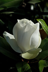 White magnolia flower with green leaves on a dark background. Magnolia grandiflora, also known as...