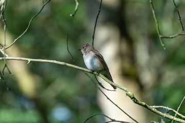 Songbird resting quietly on branch. A calm songbird sits still on a branch, surrounded by softly lit greenery. Its feathers show a subtle contrast of brown, grey and white tones.