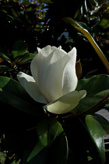 White magnolia flower with green leaves on a dark background. Magnolia grandiflora, also known as...