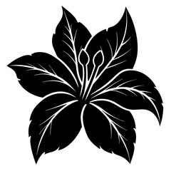black and white lily silhouette on white background