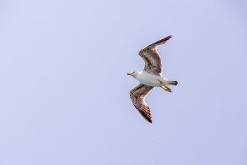 Seagull soaring in blue sky Italy Livorno 10.6.2025