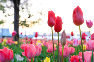 Beautifully blooming tulip flowers in a flower garden at Odaiba. Spring blossom background.