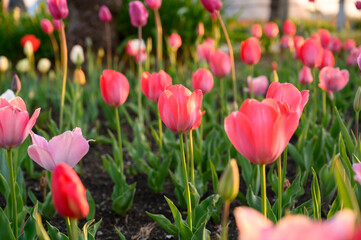 Beautifully blooming tulip flowers in a flower garden at Odaiba. Spring blossom background.